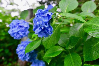 Close-up of blue flowering plant