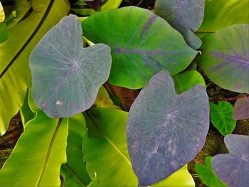 Close-up of fresh green plant