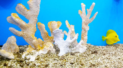 Close-up of coral in sea