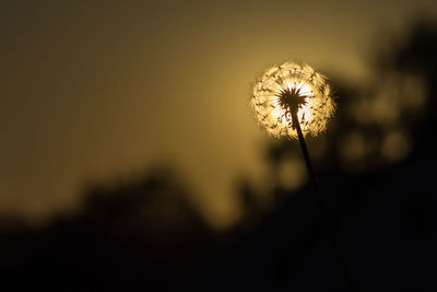 Close-up of dandelion on field against sky