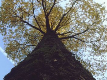 Low angle view of trees against sky