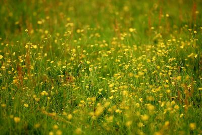 Plants growing on field