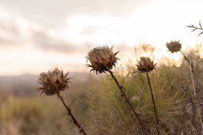 Close-up of wilted flowers on field