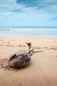 Coconut on beach against sky