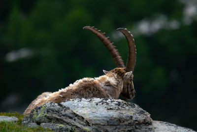 Capra ibex on rock