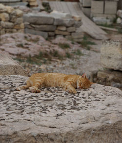 Cat sleeping on stone at the acropolis in athens, greece 