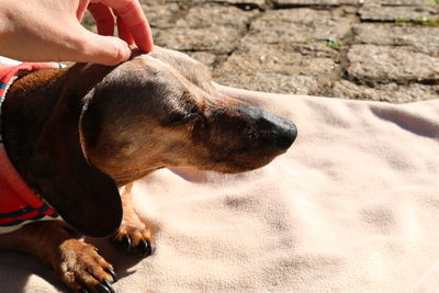 Midsection of person with dog