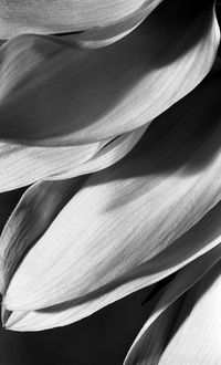 Full frame shot of flowering plant