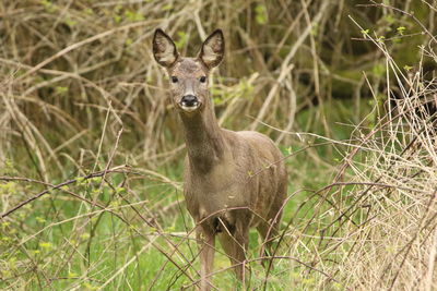 Portrait of deer on field