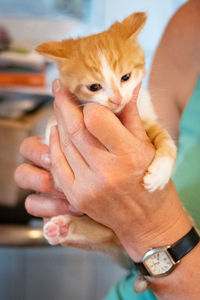 Close-up of hand holding cat