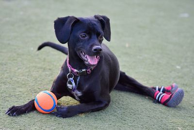 Portrait of dog