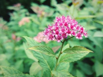 Close-up of pink flowering plant