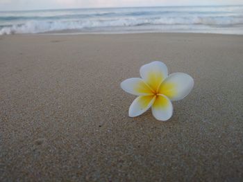 Close-up of frangipani on beach