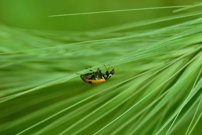 Close-up of ladybug on leaf