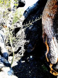 Close-up of tree trunk against mountain