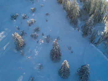 High angle view of trees on snow covered land