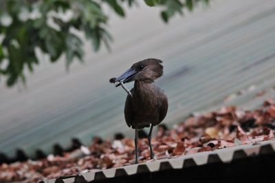 Close-up of bird perching on railing