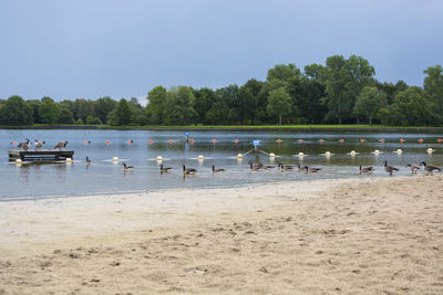 View of birds on beach