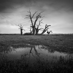 Bare tree on field against sky