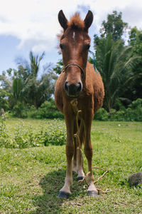 Portrait of horse on field