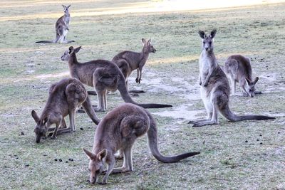 Kangaroos island in sydney australia.a lot of kangaroos in the natural park in sydney australia 