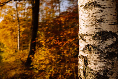 Close-up of lichen on tree trunk in forest during autumn