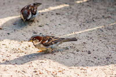 High angle view of bird eating