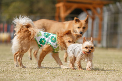 Dogs walking on field