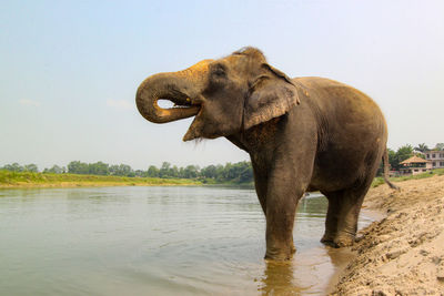 Elephant bathing chitwan national park nepal