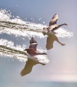 High angle view of seagull flying over sea