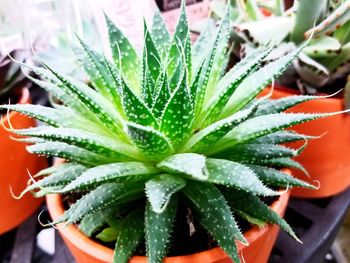 High angle view of cactus plant