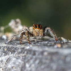 Close-up of spider