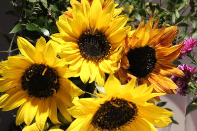 Close-up of sunflower