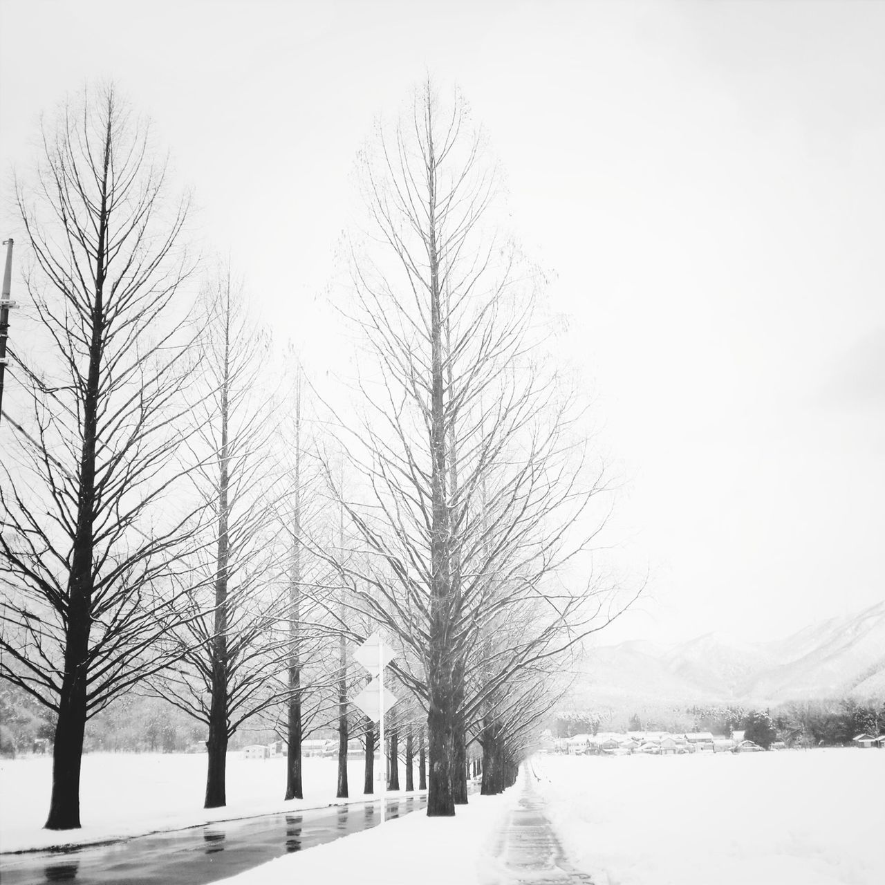 the way forward, tree, bare tree, snow, winter, road, diminishing perspective, cold temperature, vanishing point, transportation, treelined, tranquility, tranquil scene, clear sky, nature, street, empty road, weather, empty, beauty in nature