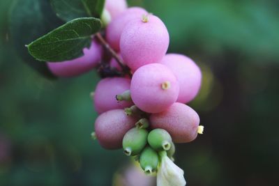 Close-up of berries on plant