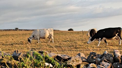 Cows grazing on field against sky