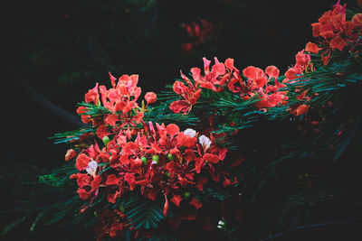 Close-up of red flowers blooming outdoors