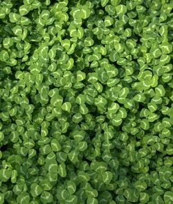 Full frame shot of green leaves