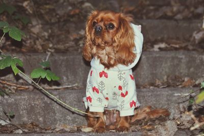 Portrait of dog standing on leaves outdoors