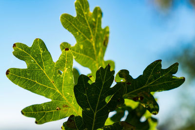 Low angle view of plant against clear sky