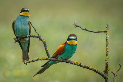 Close-up of birds perching on branch