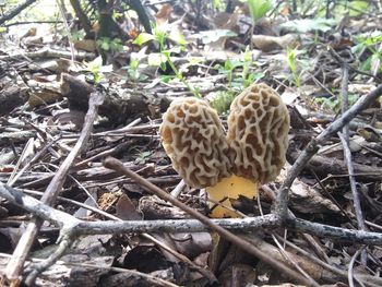 Close-up of mushroom on field