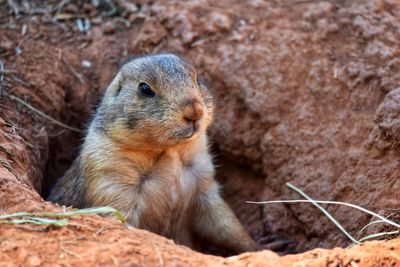 Close-up of rabbit on rock