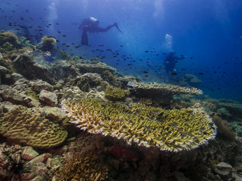 Fish swimming in sea