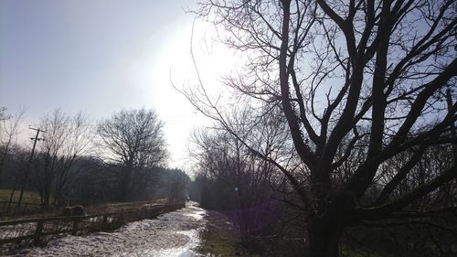 Bare trees on landscape against sky