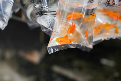 Close-up of goldfish in plastic bags