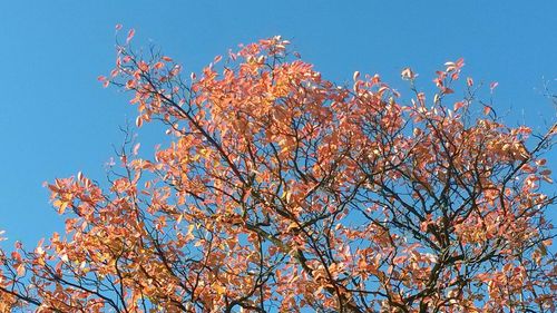 Low angle view of tree against blue sky