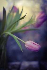 Close-up of pink crocus blooming outdoors