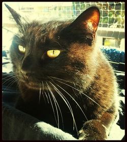 Close-up portrait of cat