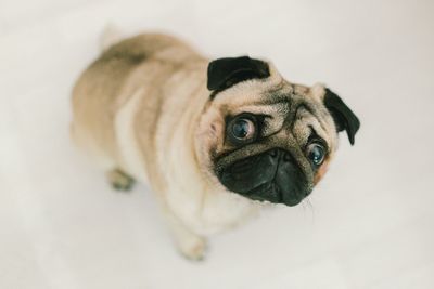 Close-up portrait of a dog